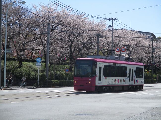 満開の桜をひっそりと愛でてきました。<br /><br />王子の飛鳥山、音無親水公園の桜です。
