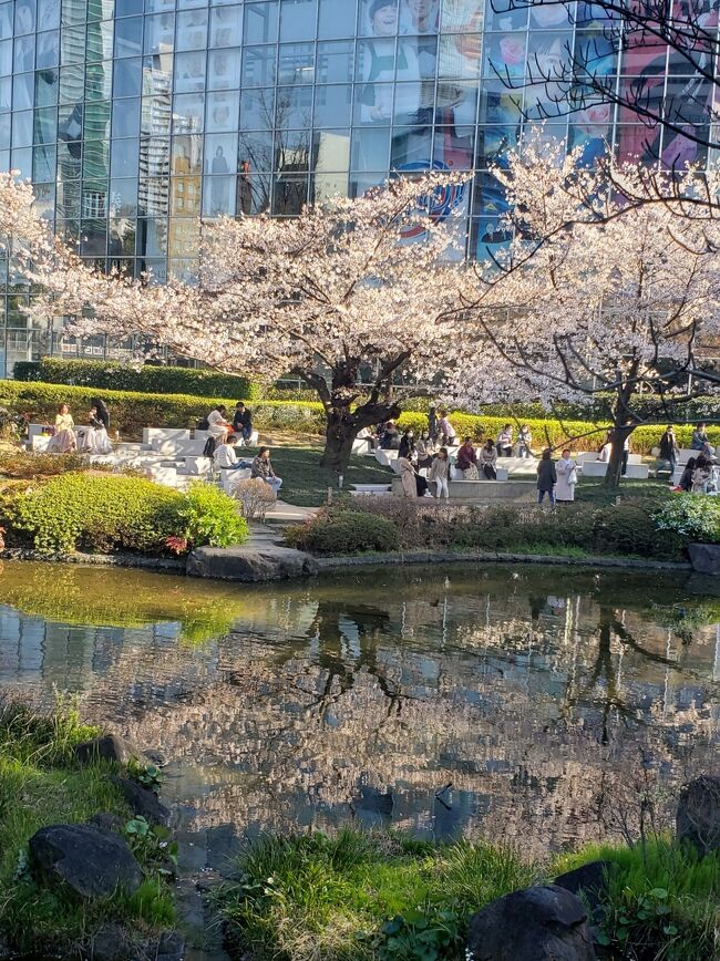 新型コロナウィルスで3月始めの箱根旅行以来、公共交通機関は一切利用していません。マイカーで麹の里へ行った以外自宅で仙人のような生活をおとなしく送っています。旅行好きの身には精神的にあまり良いものではありません。三連休中、テレビでお花見を幸せそうにしている様子を見て自分も息抜きがしたくなりました。気晴らし外出第3段です。<br /> いつもの友人とマイカーで平日お花見ドライブを楽しみました。運転中は友人がデジカメで撮影担当です。久しぶりに都内の運転も楽しめ気分転換にもなりました。<br /> 帰宅後、都知事の会見に目がテンになったのも事実です。更に上野公園は封鎖されてしまいました。少しでも早く通常の生活が出来るようになる事を願いつつ、しばらく自宅にこもって思い出の旅シリーズの旅行記でも書こうと思います。笑<br /> よろしかったら目を通してみて下さい。<br />