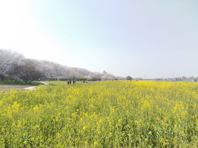 埼玉県幸手市の権現堂堤で<br />桜と菜の花の競演を楽しんできました。<br /><br />週末は外出自粛要請が出たので<br />今日明日が見納めかな。<br /><br />マスクしてひとり歩きのお花見です🌸😌
