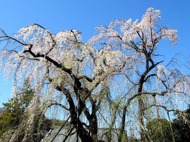 コロナ禍の中開けた2021年ですが、もうすぐ桜の季節が迫っています。それまでにコロナが収まり、再びお花見が出来ることを願い、昨年の春に、我が家の周囲の桜を撮影しながら見て回った旅行記を紹介します。（表紙写真は、多摩市の川井家の枝垂れ桜）