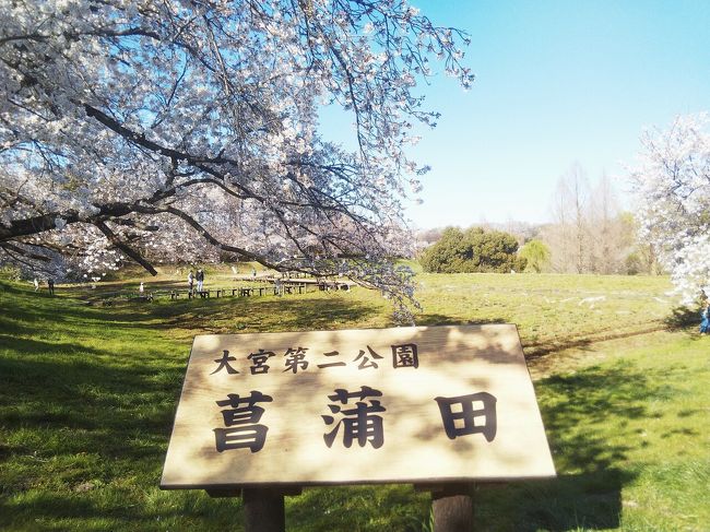 埼玉県で人気の大宮公園から<br />ゆっくり歩いて15分ほどの<br />大宮第二公園を散策しました。<br /><br />人が少なめで穴場との情報で<br />初めて行ってきました。<br /><br />巨木が多く見ごたえありました。<br /><br />※マスクにひとり歩きです。
