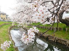 川越氷川神社下の桜