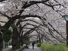 今年東京最後の花見　目黒川の桜