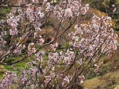 早咲きの桜やツツジが見頃の須磨離宮公園