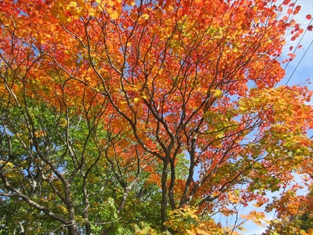 八幡平登山の後時間がまだあったので，蒸ノ湯温泉に行ってみることにしました．後生掛温泉は何度か行ったことがありましたが，蒸ノ湯温泉は初めてでした．蒸ノ湯温泉は露天風呂で有名な場所で，ここから八幡平山頂へ向かう登山道も整備されています．行ってみて判ったのは，八幡平に登った2019年10月11日時点では，蒸ノ湯温泉周辺の紅葉が最も綺麗で，最初からここを目的地にすれば良かったとチョット反省しました．でも，朝，松川温泉を出発して八幡平周辺を歩き，蒸ノ湯温泉に着いたのがお昼過ぎだったので，流石に今から改めてトレッキングする訳にも行かず，温泉に入浴した後は八幡平大沼と泥火山などを見て帰路に着きました．