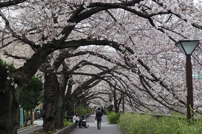 小池東京都知事が都民に4月12日までの週末外出自粛要請を出されました。これを遵守します。従って3月27日(金)、東京の桜ラストチャンスで目黒川の桜見に挑みました。勿論、夜間の外出も自粛されていますので人混みでない昼のひとときに開放空間の下(密ではない)、ソメイヨシノに癒されました。