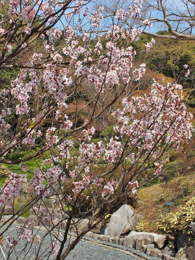 神戸市立須磨離宮公園では早咲きの啓翁桜やコバノミツバツツジが見頃となり春爛漫の装い！<br />今後約１０品種のサクラが順次開花し４月下旬まで楽しめるとのことで、新型コロナウイルスの影響で疲れた日々の気分転換に春を感じに訪れるのがおすすめです。<br />また４月５日までは「春のこどもまつり」が開催中で小中学生に無料で開放されている。この間は無休です。<br />