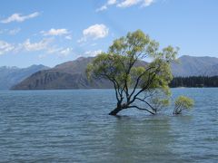 2020新春 ニュージーランド19：ワナカ 湖畔散策、ワナカ湖の木、ミレニアムの歩道、ラベンダー