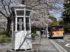 横浜元町公園の桜散策2020～満開になった染井吉野と横浜緋桜～（横浜）