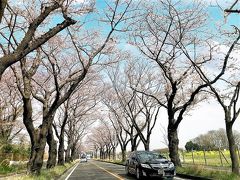 横浜海軍道路の桜並木