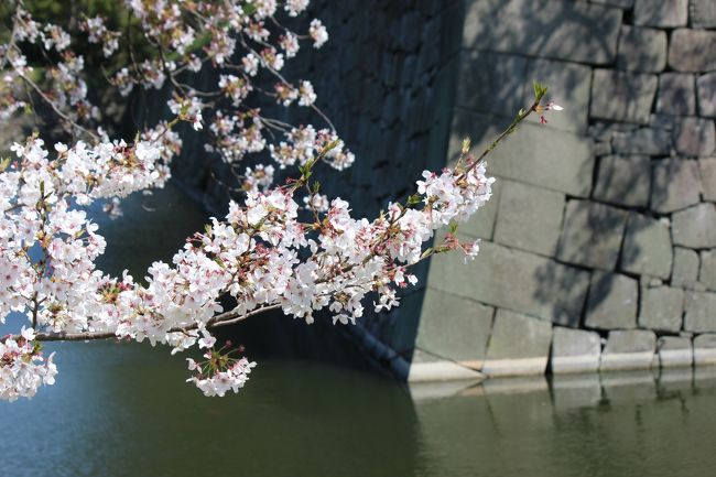 緊急事態宣言の発令前に京都・奈良へお花見に行ってしまいました！<br /><br />桜は来年も咲くって言うけれど…、観光客が減少したお店は存続できる？、外国人観光客減少を受けて、グランドプリンスホテル京都が７０％引き、普段なら宿泊先の候補にも挙がらない高級ホテル、即申し込み！は2月中旬の事でした。<br />まだ自粛中だしなあと、3密を避け、感染防止万端で、徒歩中心の古都桜散策の4日間を過ごしました。<br /><br />第１日め　19324歩<br />京都駅　→　丹波口駅　…　魚河岸宮武　…　壬生寺　…　二条城掘割　…　二条城駅　→　国際会館駅　…　妙満寺　…　グランドプリンスホテル京都　…　餃子の王将　…　グランドプリンスホテル京都<br /><br />結局、グランドプリンスホテル京都は4/20～6/30まで休業となりました。<br /><br /><br /><br /><br /><br /><br /><br /><br /><br /><br /><br /><br />