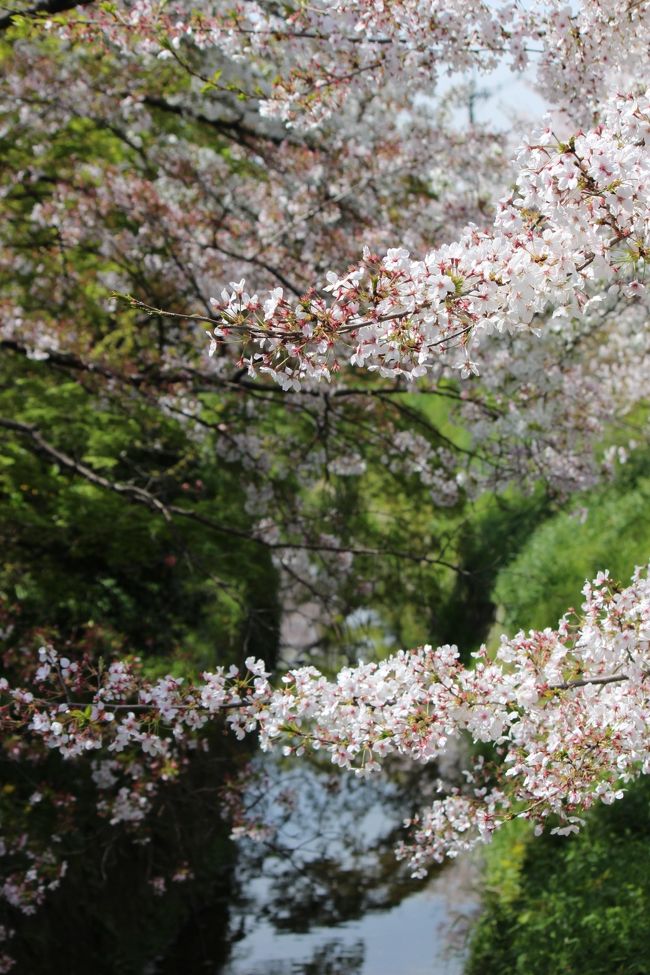 2日め　20894歩<br /><br />ホテル　…　宝ヶ池　…　松ヶ崎疎水　…　半木の道　…　ランチ：CAVA　…　北山駅　→　国際会館駅　→　大原　…　三千院　…　大原　→　上高野　…　夕食：ガスト　…　ホテル<br /><br />宝ヶ池から松ヶ崎疎水へ歩く途中にある、五山送り火の一つ、「妙」に立ち寄ろうとしましたが、リサーチ不足、入山禁止でした（浄水場があるためとか）。<br />以前、「大文字」へはハイキングコースで上がれるというTVを見たので、五山すべてに上がれると勘違い…でございました。<br /><br />半木の道は２年前のリベンジ<br />賀茂川沿いを北大路橋から上賀茂神社方面に北上、時間があったら上賀茂神社参詣と思っていましたが、ランチのお店で折り返し、次なる目的地、大原に移動。<br /><br />