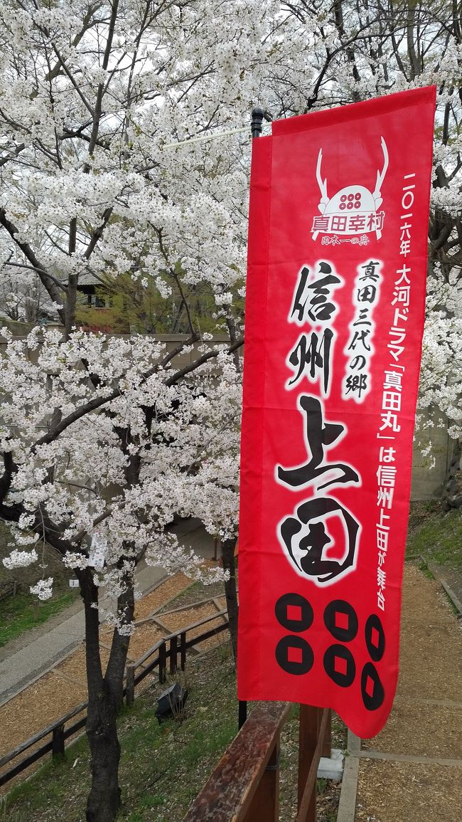 前日松本駅からレンタカーで田沢温泉に泊まりまして<br />朝から上田城を散策します。