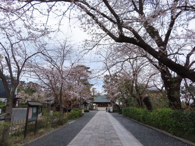 【三軒茶屋駅から下高井戸駅迄、世田谷線沿いを散策 世田谷 2020/03/27】<br /><br />三軒茶屋で10時前に所用を済ませ、食事をしようと思って、すずらん通りに行ってみましたが、殆んどのお店がオープン前でしたので、吉野家で牛丼セット食べた後、久し振りに、三軒茶屋駅から世田谷線沿いを歩いて下高井戸駅迄歩いてみました。三軒茶屋駅から主に立ち寄った所は、松陰神社、若林公園、世田谷代官屋敷、世田谷区立郷土資料館、勝光院、世田谷八幡宮、六所神社など、下高井戸駅まで、なるべく線路沿いの道を通りながら、それぞれ観光しつつ、二時間半位かけて散策を楽しみました。桜は、満開が過ぎ、一部は葉桜になっている物もありましたが、今年も、桜を楽しむことができました。また、松原駅の線路で、土筆を見つけることができました。