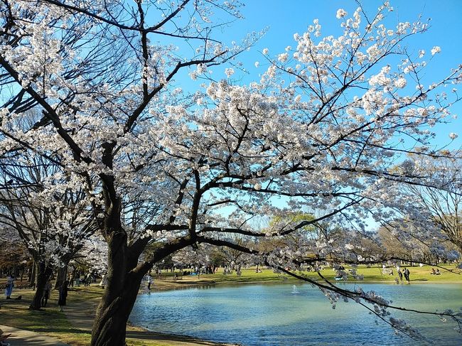 2020年に入り、新型コロナウィルスが日本を含めて世界中に蔓延しているさなか、桜のシーズンが到来しました。今年は例年以上に暖冬で、都心では3月14日に開花した所もあります。<br />その翌週3連休および平日1日、新型コロナウィルスのため国内旅行もためらわざるを得ないため、都心および埼玉県の桜を廻りました。開花して1週間経過しましたが、ほとんどの場所で満開まではまだ先の状態でしたが、青空の絶好の天気で美しい桜並木を満喫できました。ソメイヨシノよりも早咲きの六義園の枝垂れ桜は満開で、物凄い美しい光景を眺められました。<br /><br />---------------------------------------------------------------<br />スケジュール<br /><br />　3月21日　自宅－東急東横線中目黒駅　目黒川桜並木観光－<br />東急・東京メトロ渋谷駅－東京メトロ青山1丁目駅　青山霊園桜並木観光－<br />（徒歩）東京メトロ六本木駅－東京メトロ上野駅　上野公園桜並木観光－<br />JR駒込駅－六義園観光－自宅　<br />　3月22日　自宅－JR池袋駅　法明寺観光－神田川沿い桜並木観光－（徒歩）東京メトロ江戸川橋駅－東京メトロ九段下駅－東京メトロ三越前駅－東京メトロ浅草駅　隅田川沿い桜並木観光－自宅　<br />★3月24日　自宅－東京メトロ九段下駅　千鳥ヶ淵桜並木観光－<br />東京メトロ新宿三丁目駅　新宿御苑観光－JR千駄ヶ谷駅－JR代々木駅－<br />JR原宿駅　代々木公園観光－自宅