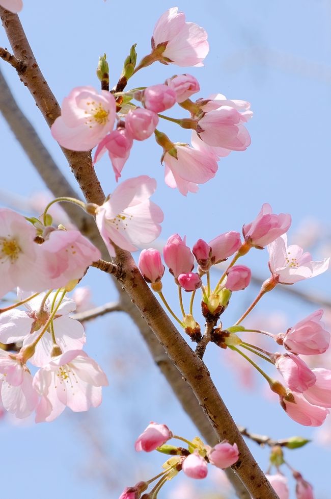 今春、大阪では3月23日に開花宣言が出ました。例年より春の花が早く咲き始め、桜も咲き始めたと聞くと心が落ち着かず... 桜の名所までお花見に行きたいけれど、今は自粛ムードで遠くまで行く気にならず、ふらっと近場でもいいから桜を見に行きたくなりました。<br />我が家の近くにも桜がとても綺麗な並木道があるのですが、まだほとんど咲いていないので、思いたって車ですぐ行ける万博記念公園に行くことに。。。<br /><br />万博公園では、いろんな種類の桜の木があり、まだ満開とは言えないけれど、可愛く咲いている桜があちこちにありました。広大な公園を歩いていると、春の野草も咲いていて、チューリップ畑も見ごろ寸前になっていて、花の丘にはポピーが丘全体を覆うように咲いていたのでした。<br /><br />