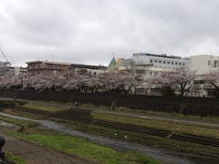 ようやく満開となった柏尾川の桜－2020年