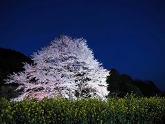 まだマイナーな秦野市の絶景スポット 蓑毛の薄墨桜へ。