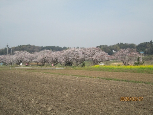 知る人ぞ知る桜が綺麗な所、「今井の桜」は旧沼南町（現在柏市）と白井市の境、下手賀沼(小さい方）に注ぎ込む用水の両側に植えられています。用水は享保12年（1727）に沼の開発が行われ、整備されたものです。桜は現地案内看板に寄れば・・今井の桜は、昭和３５年（1960）、地域の景観を保つため、緑の羽の還元式資金により、名内橋から手賀沼まで約２ｋｍの河川堤に、ソメイヨシノ、八重桜が１５０本ほど植えられたことにはじまります。昭和５８年（1983）、千葉県の「美しいふるさとづくり運動」の一環とし指定を受け、地域環境保全のために、手賀沼土地改良区白井市白井支部が管理しているものです。・・と書いてあります。植えられてから６０年以上経っている古木に成っています。現在は280本の桜があると言われています。２㎞の用水の両側に満開の桜が見られます。用水の両側の堤の上は農道に成っていますので一般の車の乗り入れは禁止です。駐車場はありませんので通行の邪魔にならないよう付近農道の隅に駐車しています。手賀沼までの２㎞を歩くとそこから先は道はありませんので元来た場所へ戻る事になります。私も何度か行きましたが１ｋｍ程の橋を渡って反対側の土手を戻って来ました。くれぐれも環境を壊さないように注意して、一切の観光施設の無い自然のままの桜を楽しんで下さい。バスで行くには常磐線・千代田線・東武野田線の柏駅、東口（そごう側）へ出て、東武バス、布瀬行き、手賀の丘行き（大木戸、沼南庁舎経由）で手賀農協前で降りる。昼間１時間に１本と成るので事前に時間を確認してください。手賀農協前にはコンビニがありますので飲み物等はここで確保。現場には売店、トイレ、案内、ゴ箱、駐車場一切ありません。全て自己管理でお願いいたします。コンビニ前の坂道を下って行くと長い桜並木が見えて来ます。<br />