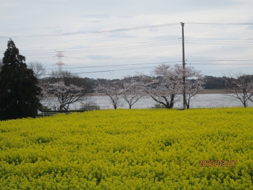 菜の花畑は湖畔道路「手賀沼ふれあいライン」脇の休耕田を活用した約５千平方メートル。２０年ほど前に地元農家が景観対策を兼ねて栽培を始め、市の支援もあって「湖畔の黄色いじゅうたん」と人気を集めるようになった。今年の菜の花畑は１枚のみで狭くなってしまいました。桜の木は太く成り、花が沢山咲いていますが菜の花は湖畔一面に黄色い絨毯では無くなり残念です。<br />