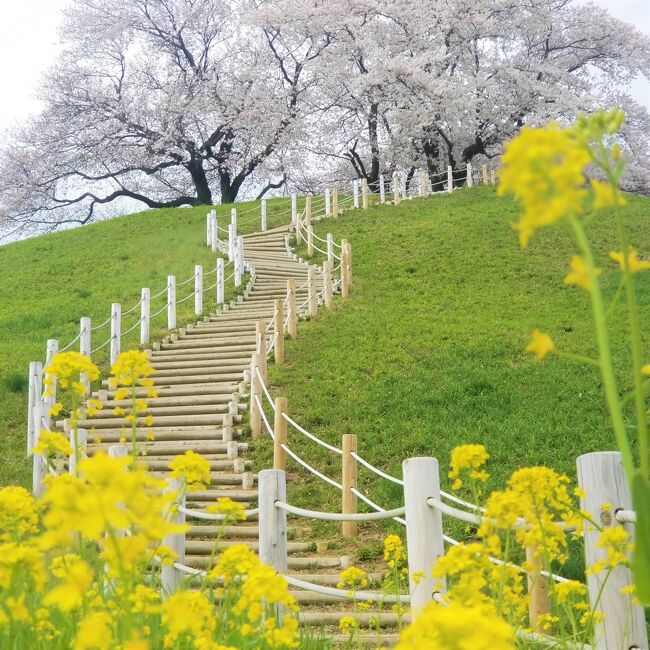 「さきたま古墳公園」は、埼玉県行田市の古墳群がある公園です。<br /><br />大きな古墳が9基あり、桜の樹が頂上にある「丸墓山古墳」、また鍵穴のような形の「稲荷山古墳」などが有名。<br /><br />上記公園を中心に、妹が計画したプランで半日をめぐるコースを楽しみました。