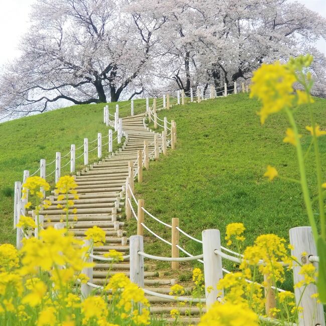 「さきたま古墳公園」は、埼玉県行田市の古墳群がある公園。<br /><br />大きな古墳が９基あり、桜の樹が頂上にある「丸墓山古墳」、また鍵穴のような形の「稲荷山古墳」などが有名。<br /><br />上記公園を中心に妹が計画したプランで半日をめぐるコースを楽しみました。