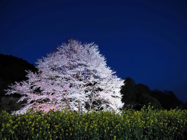神奈川県秦野市にまだあまり知られていない蓑毛の薄墨桜という山里にポツンと一本<br />桜の周りに菜の花畑が広がる絶景スポットがあります。<br /><br />この桜は、平成元年(1985年)頃、この土地の持ち主である方が岐阜の知人から頂いた桜で、植えてから25年間桜の花があまり咲かず、もう諦めて伐採しようと考えてた5年前に突然満開の桜の花が咲いたという奇跡の桜なんです♪そして一般の方にも観てほしいと、周り一面に菜の花を植えて一般公開しているのです。<br /><br />薄墨桜といえば岐阜の薄墨公園にある樹齢1500年の薄墨桜が有名です。日本三大桜の薄墨桜が秦野で観られるなんて幸せ！<br /><br />コロナウィルスで自粛ムードなもんで私の自宅から車で約6分程度の近所から滞在時間も10分位でサクッと春を届けたいと思います。