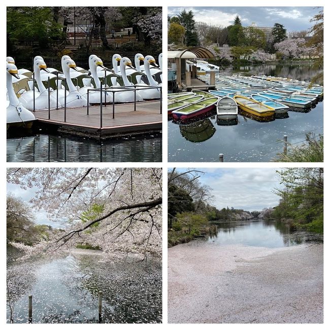 3月末 新型コロナ肺炎で外出自粛時の井の頭公園 満開の桜と雪景色 吉祥寺 三鷹 東京 の旅行記 ブログ By りんごうさぎさん フォートラベル 3月末 新型コロナ肺炎で外出自粛時の井の頭公園 満開の桜と雪景色 吉祥寺 三鷹 東京 の旅行記 ブログ By りんごうさぎさん フォートラベル