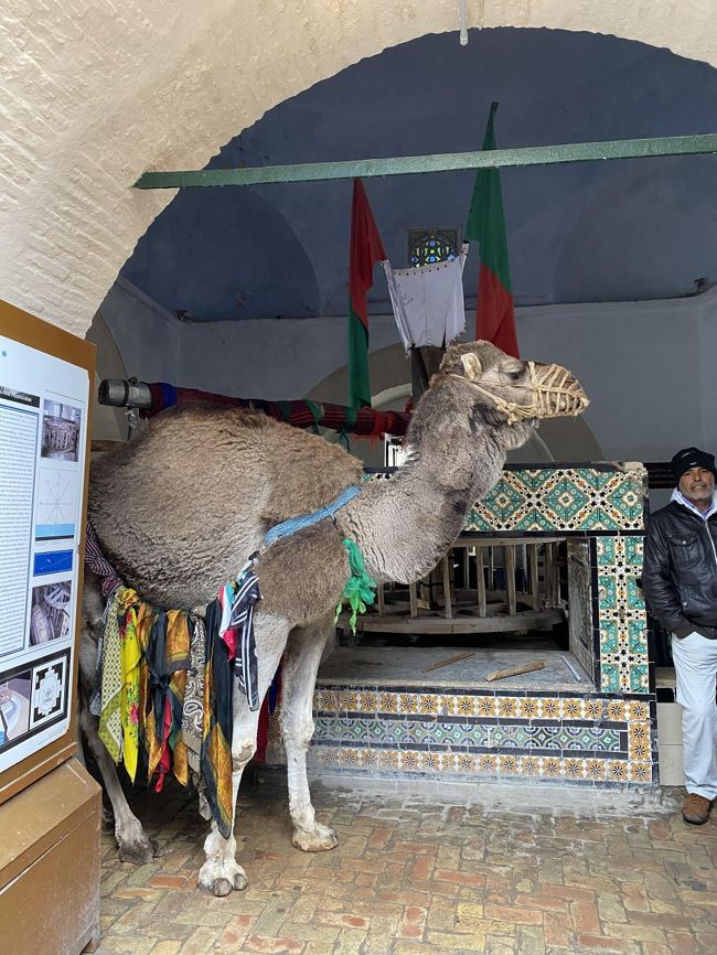 チュニジア観光ケロアン編　アグラブ朝貯水池、シディサハブ霊廟、メディナ散策、ビルバルータ、グランドモスク