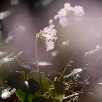 栃木の茂木から那珂川町の花めぐり