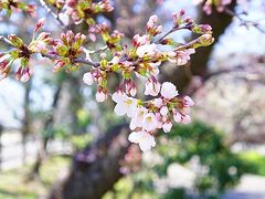 岡崎市の桜城橋と気になる桜