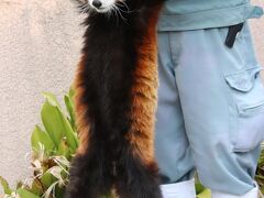 姫路・神戸レッサーパンダ遠征2020（９）王子動物園前編：レッサーパンダとコアラ編～関西ファンさんのおかげでハイライトシーンをほぼ制覇！