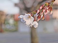 ドライブ・2020.03.26　=小潤井川の桜が咲き始めました=