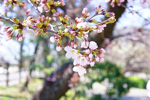 岡崎市の桜城橋と気になる桜