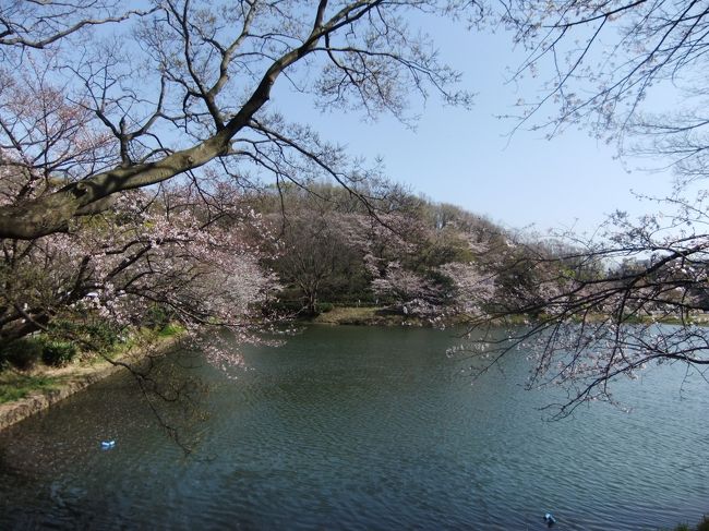 鶴見にある県立三っ池公園の桜を自宅から徒歩で行ってきました、さくらは5～6分の状態でした、70種1800本のさくらが<br />あります、池の周りに植えられており、空の青さと素晴らしい状態でした。<br />歩くと汗がでるくらいのぽかぽか陽気でした。