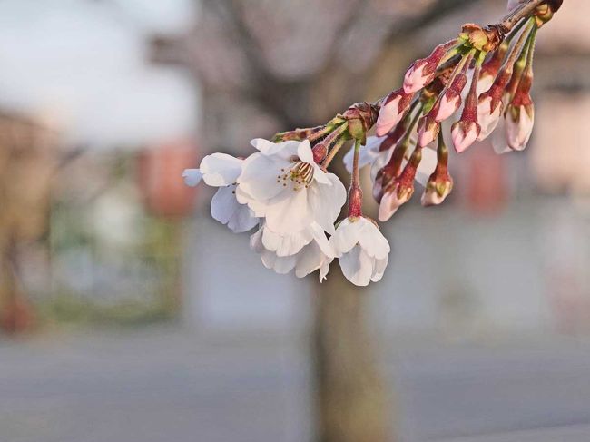 田子の浦港から自宅に帰る途中、小潤井(こうるい)川の桜が気になったので寄ってみました。<br /><br />★富士市役所のHPです。<br />https://www.city.fuji.shizuoka.jp/