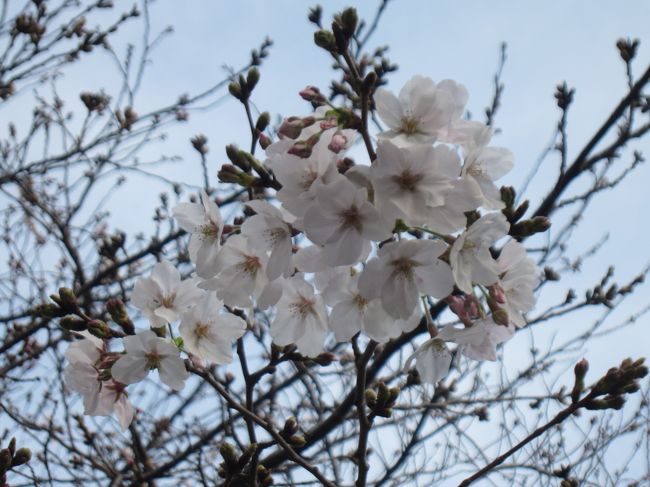 東京の桜が開花したって<br />でも新型コロナ問題もあるし・・<br />人混みとかまずいよね～<br />今年は行くの止める？<br />