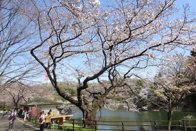 新型コロナウィルスが猛威を振るい、東京では２７日から花見も自粛要請が出た。<br />神奈川も週末は外出自粛となった。<br /><br />なんとも、閉塞感に鬱屈とした毎日だが、散歩がてらに近場の公園などのさくらを訪れた。<br />元気なさくらはやはり気持ちを癒してくれる。<br /><br />来年はゆっくりと楽しめる花見が出来れば良いけど。<br />
