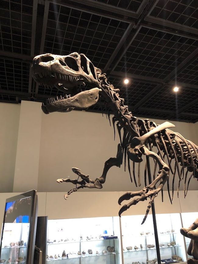 2019年夏、東京から北海道への帰省ついでに焼尻島、三笠市立博物館、積丹半島などを回った記録です。<br />その2はアンモナイトの展示が圧倒的な三笠市立博物館を含む日帰りドライブ編。