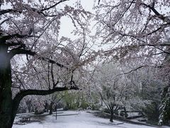 3月、雪の中で咲くサクラ、桜