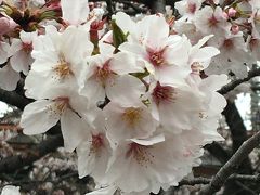 雪見桜