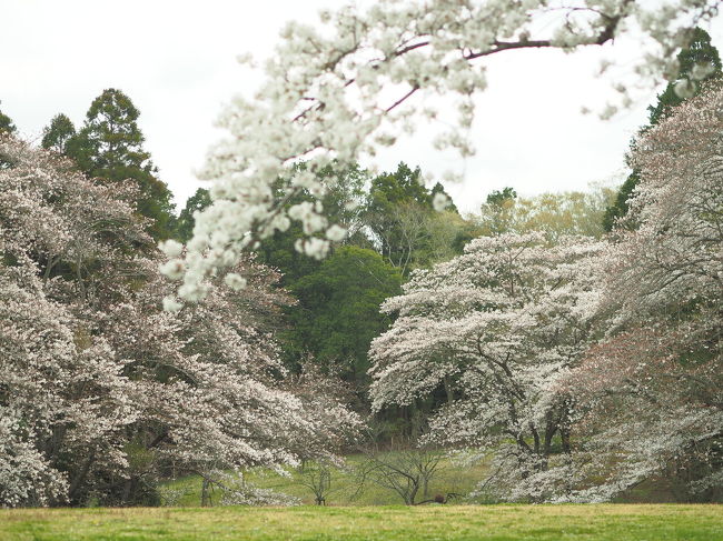 静かに桜を見る　泉自然公園