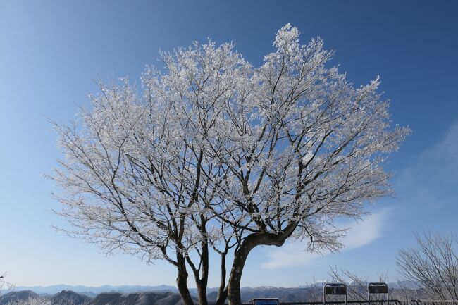 2020年2月18日-21日、軽井沢に行きました♪<br />愛犬と一緒にスキー、ショッピング、グルメを楽しんできました♪<br /><br />☆Vol.8：第3日目　軽井沢♪<br />今日も天気がいい。。<br />軽井沢プリンススキー場はほぼ誰もいなくガラガラ。<br />リフトに乗って山頂へ。<br />山頂周辺は白い樹氷。<br />キラキラと輝く樹氷は美しい。<br />コバルトブルーの青空と白い樹氷のコントラストは芸術的。<br />浅間山を始め、遠くに白銀に輝く北アルプス。<br />北へ向けると白根山。<br />東へ向けると谷川岳がみえる。<br />気持ちよくゆったりと滑る♪