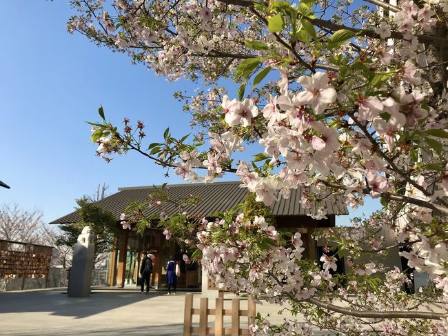 今年はコロナの影響でいつものお花見は出来そうにありません…。<br />外出自粛要請になる直前、少しでも桜を楽しみたく、飯田橋のカナルカフェでランチを。<br /><br />カナルカフェの桜は満開までに時間がかかりそうでしたが、良いお天気の中デッキでのランチはリフレッシュできました(^-^)<br /><br />その後は、御朱印もいただきながら神楽坂散歩。<br />桜が物足りなかったこともあり、最後は靖国神社まで歩いてみました!<br /><br />4月からは完全引きこもり生活です…。