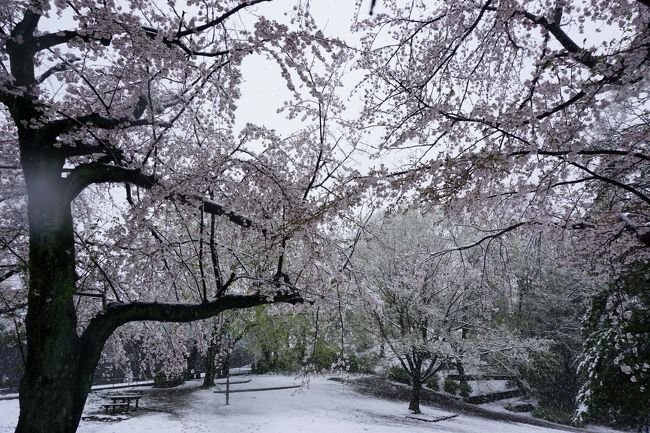 外出自粛要請が出ている週末です。<br /><br />そして、３月２９日だというのに、朝から雪が降って、すこし積もっています。<br />あと３日後は４月だというのに、雪が降るとは。<br /><br />春の雪、桜と雪を愉しみたいと思い、買い物のついでに桜の木がたくさんある公園へ行きました。<br /><br /><br />数年後にこの旅行記を見返した時は、平和であってほしいと願うばかりです。<br /><br /><br />