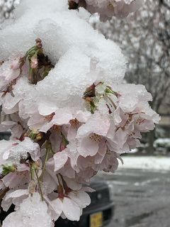 なごり雪…桜…