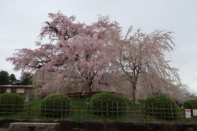 外国人の少ない春でした。あいにくと天気は曇り。<br />でも桜は満開でした。<br />哲学の道の桜が見応えありました。<br />