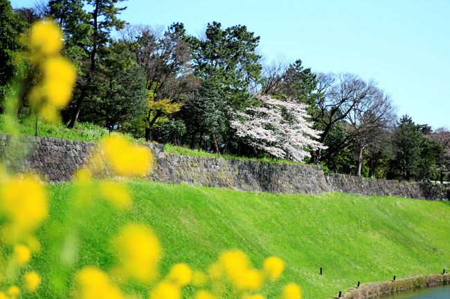 2020年春 千鳥ヶ淵の桜