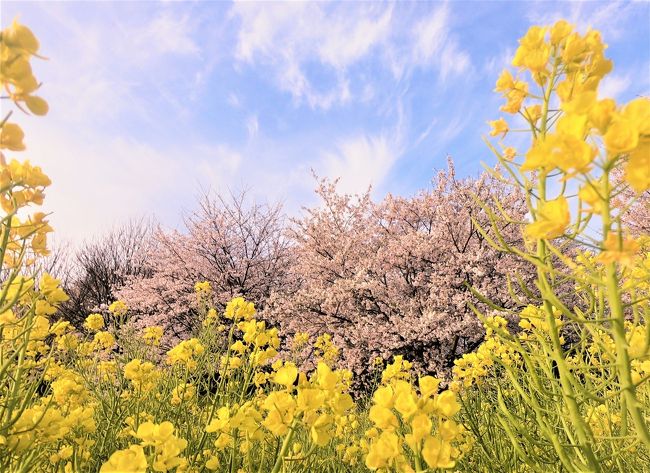 春が奏でるシンフォニー／桜の囁きに 耳をそばだてて