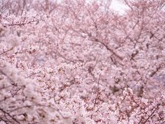 恒例の桜を愛でる。桜のトンネルはもう少しで満開です＠2020